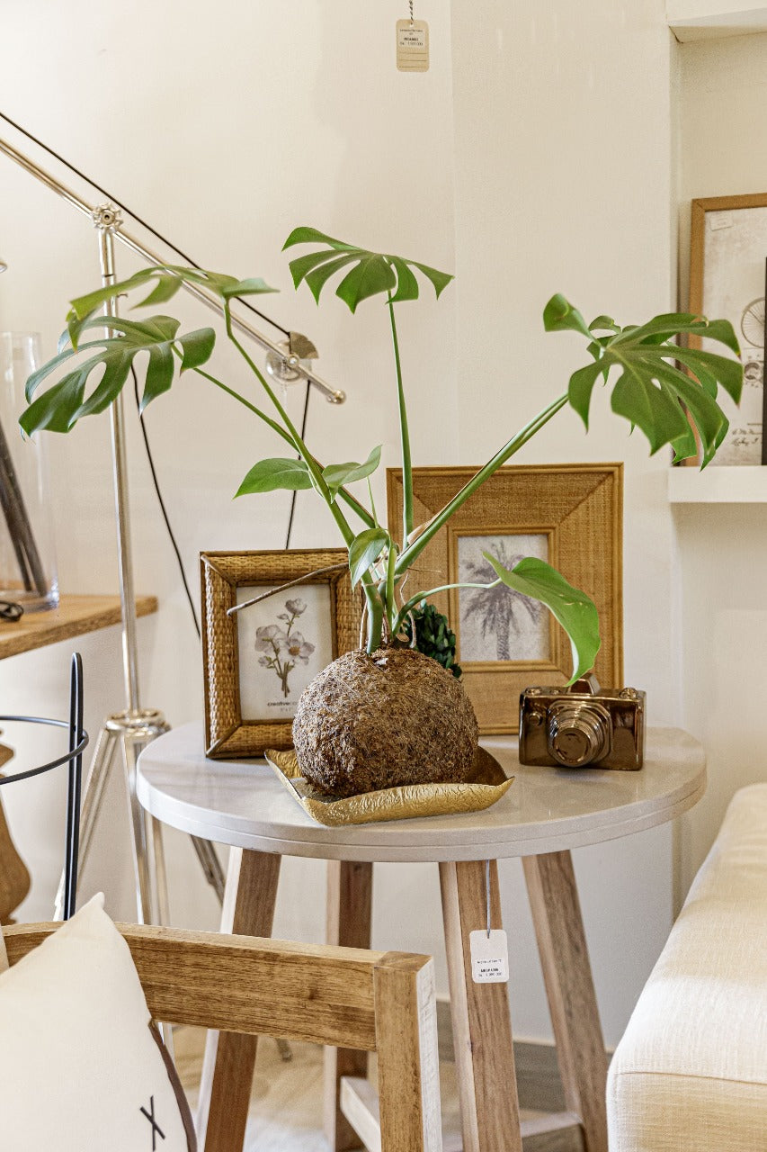 kokedama monstera Kokedama monstera deliciosa